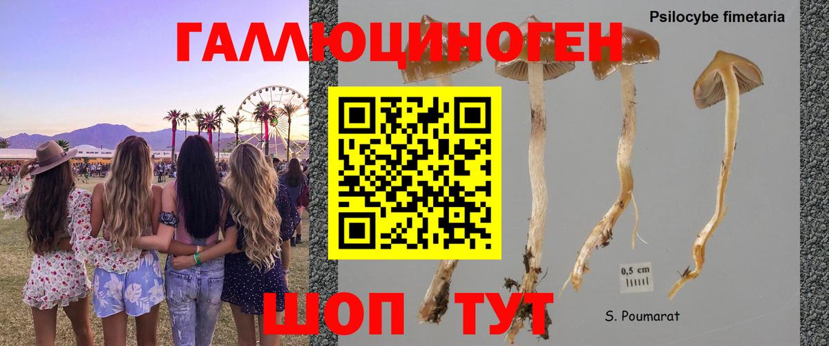 Краснокаменск  Псилоцибиновые грибы мухоморы  как найти закладки  Вход с VPN 